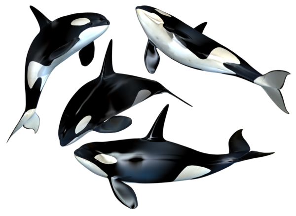 Free Dolphin Dolphin Killer Whale Fin Clipart Clipart Transparent Background