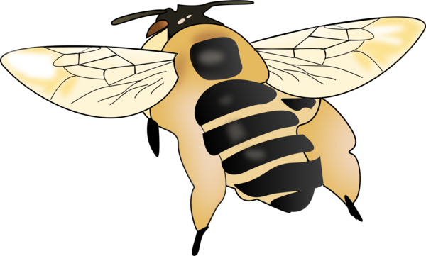 Free Bee Insect Honey Bee Bee Clipart Clipart Transparent Background