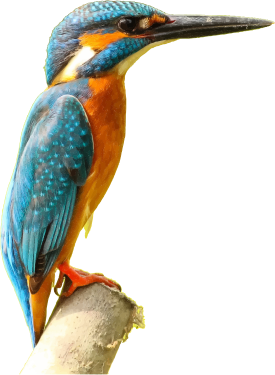 Free Bird Bird Beak Hornbill Clipart Clipart Transparent Background