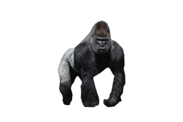Free Gorilla Great Ape Western Gorilla Snout Clipart Clipart Transparent Background