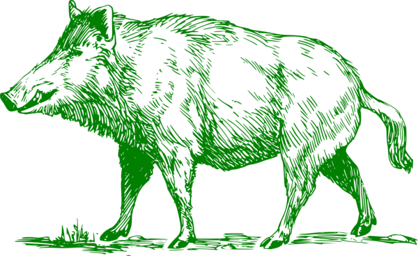 Free Hunting Wildlife Line Art Pig Clipart Clipart Transparent Background