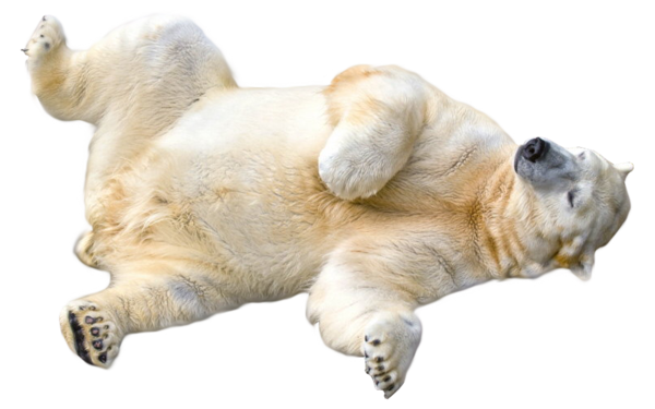 Free Bear Dog Snout Paw Clipart Clipart Transparent Background