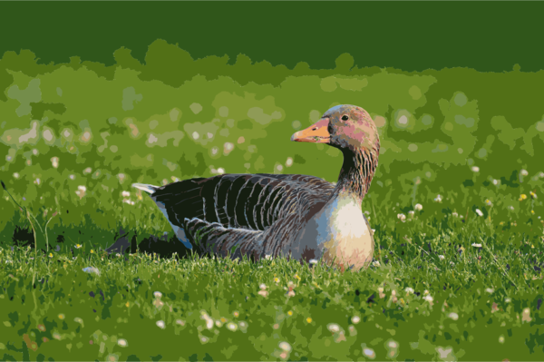 Free Bird Bird Ecosystem Goose Clipart Clipart Transparent Background