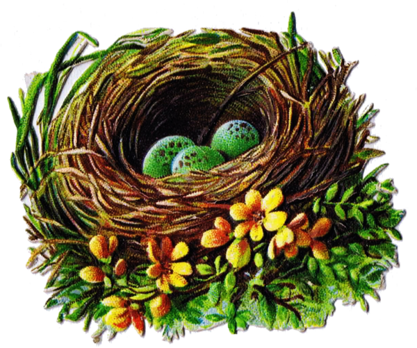 Free Bird Bird Nest Nest Egg Clipart Clipart Transparent Background