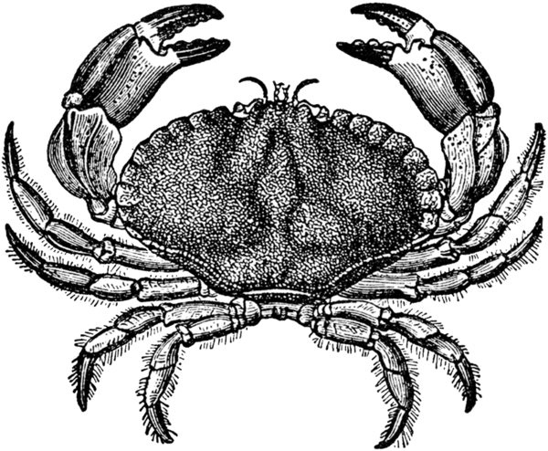 Free Crab Crab Seafood Decapoda Clipart Clipart Transparent Background
