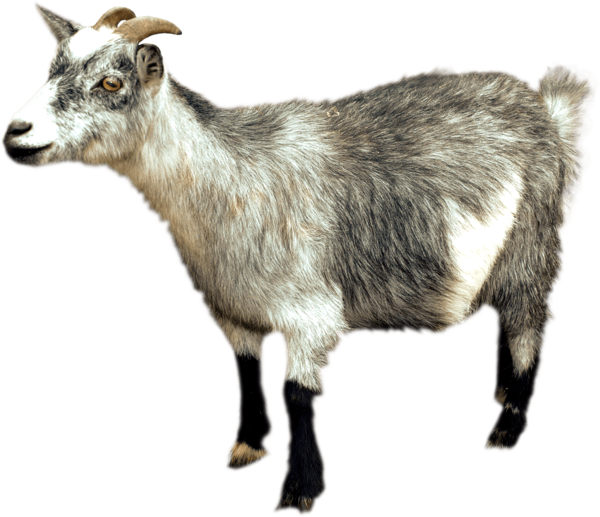 Free Goat Goats Goat Feral Goat Clipart Clipart Transparent Background