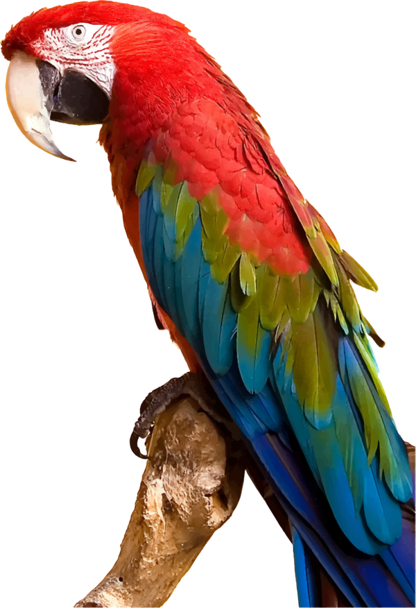 Free Bird Macaw Bird Parrot Clipart Clipart Transparent Background