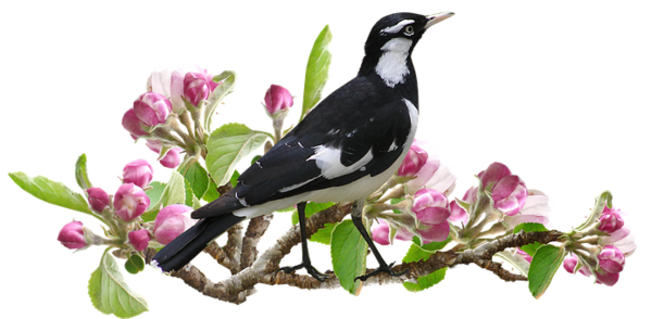 Free Bird Bird Beak Flora Clipart Clipart Transparent Background