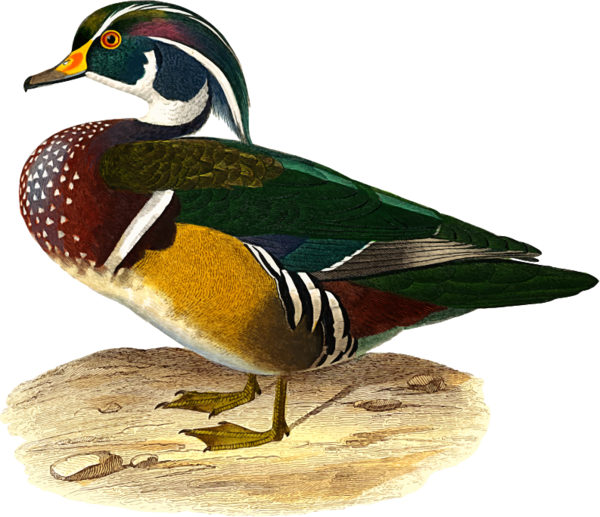 Free Bird Bird Duck Beak Clipart Clipart Transparent Background