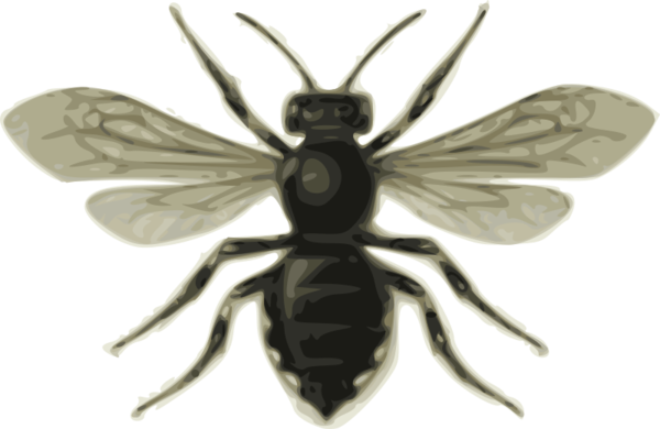Free Bee Insect Pest Fly Clipart Clipart Transparent Background