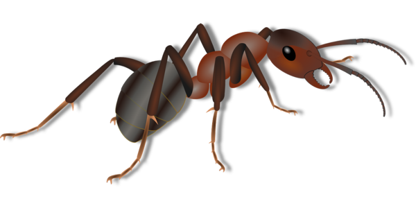 Free Insect Insect Pest Ant Clipart Clipart Transparent Background
