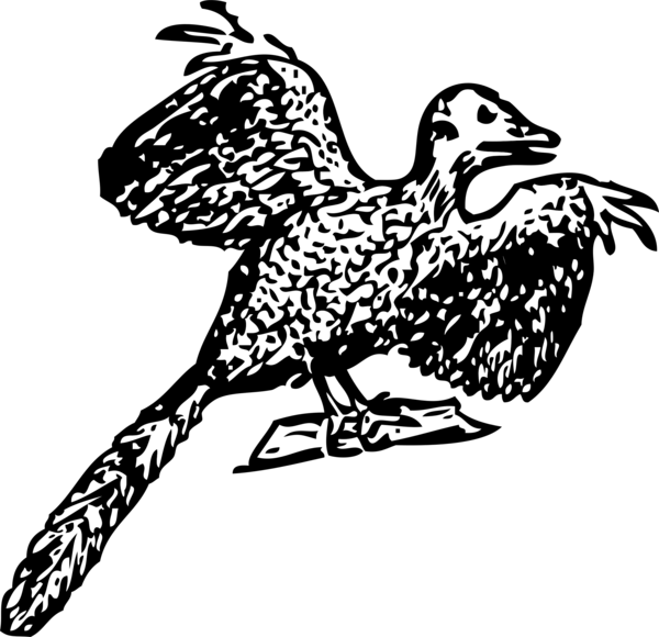 Free Bird Bird Black And White Beak Clipart Clipart Transparent Background