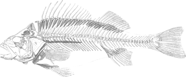 Free Fish Fish Line Art Black And White Clipart Clipart Transparent Background