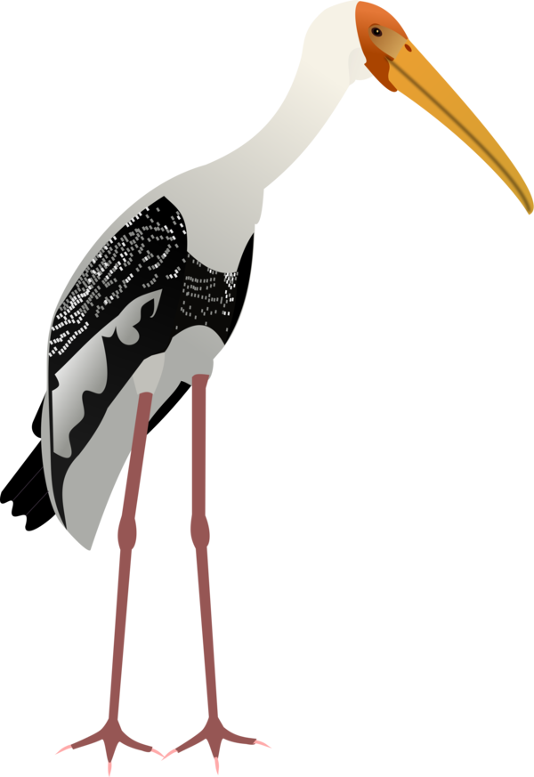 Free Bird Beak White Stork Stork Clipart Clipart Transparent Background
