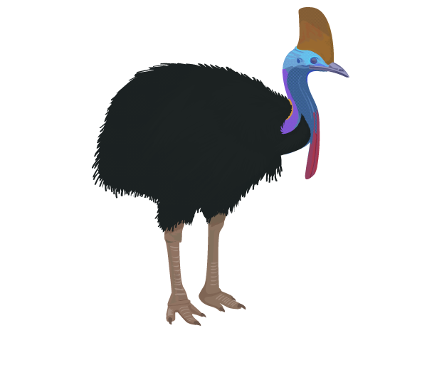 Free Bird Bird Ratite Ostrich Clipart Clipart Transparent Background
