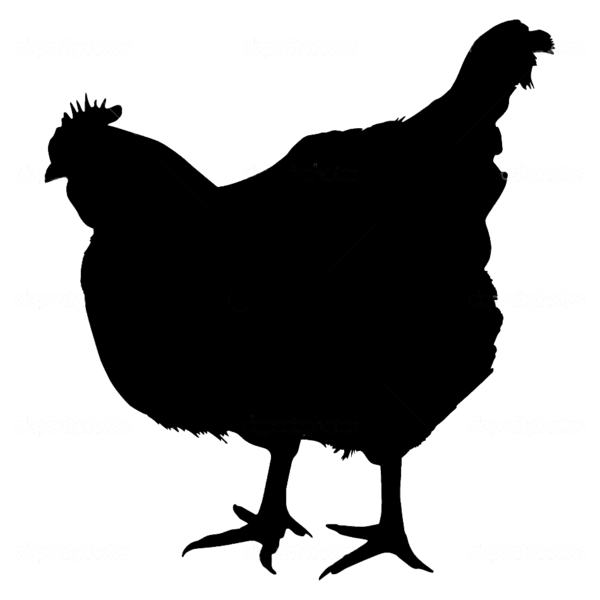 Free Bird Chicken Beak Bird Clipart Clipart Transparent Background
