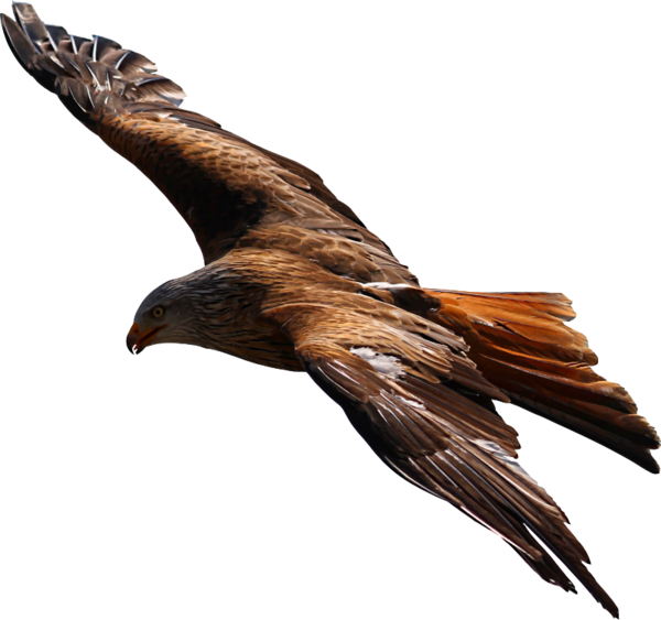 Free Bird Eagle Bird Beak Clipart Clipart Transparent Background