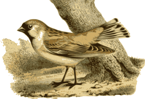 Free Bird Beak Bird Feather Clipart Clipart Transparent Background