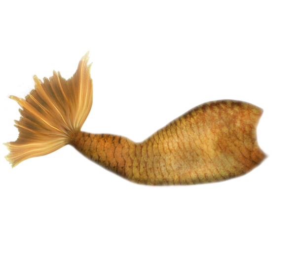 Free Fish Fish Tail Clipart Clipart Transparent Background