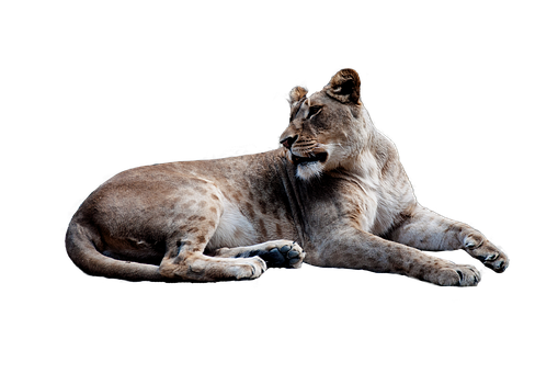 Free Cat Wildlife Lion Puma Clipart Clipart Transparent Background