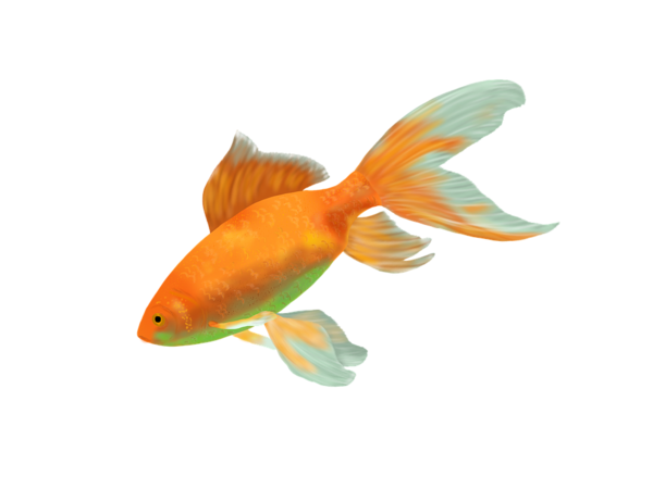 Free Fish Fish Goldfish Fin Clipart Clipart Transparent Background