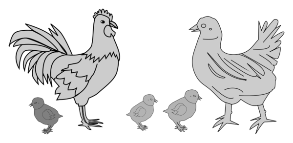 Free Bird Chicken Bird Line Art Clipart Clipart Transparent Background