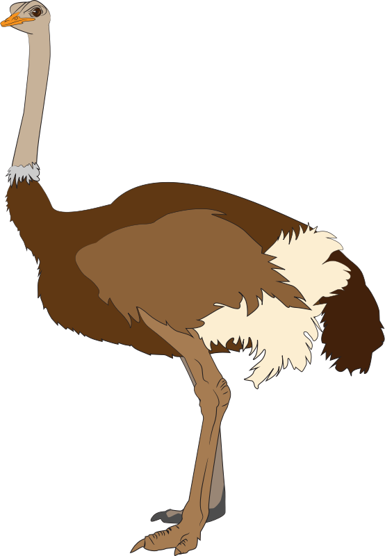 Free Bird Ostrich Ratite Bird Clipart Clipart Transparent Background
