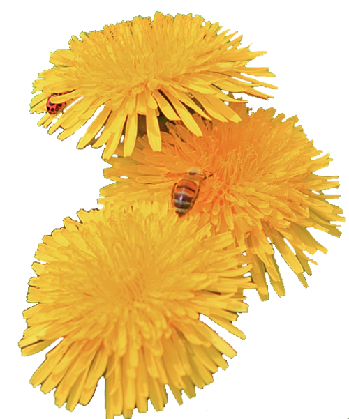 Free Bee Flower Dandelion Pollen Clipart Clipart Transparent Background