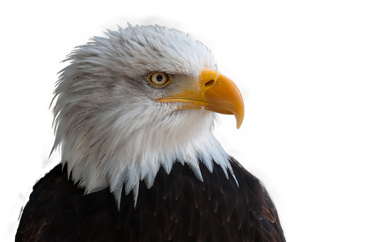 Free Bird Eagle Beak Bird Of Prey Clipart Clipart Transparent Background