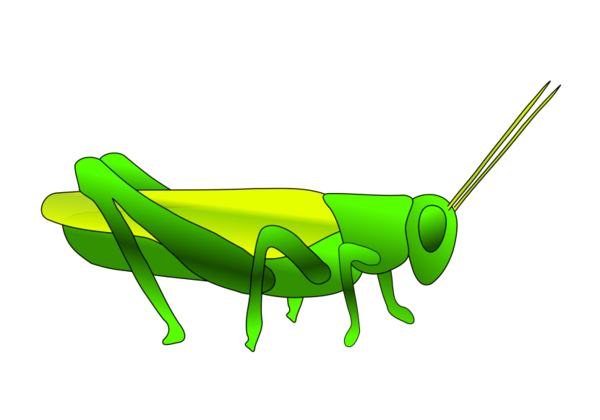 Free Insect Grasshopper Insect Cricket Like Insect Clipart Clipart Transparent Background