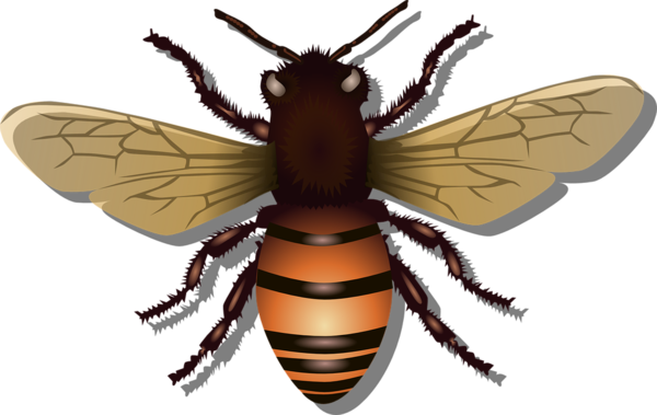 Free Bee Insect Bee Pest Clipart Clipart Transparent Background