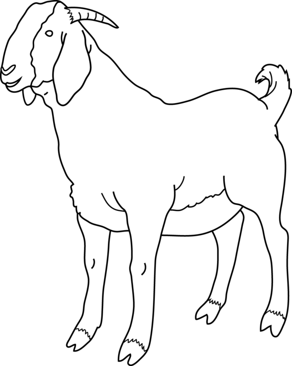 Free Goat Line Art Goats Black And White Clipart Clipart Transparent Background