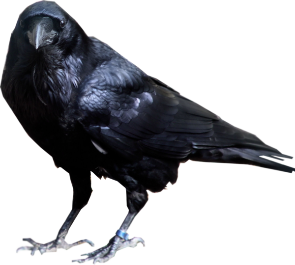Free Bird Bird American Crow Crow Like Bird Clipart Clipart Transparent Background