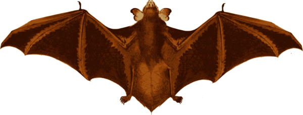 Free Bat Bat Wing Symmetry Clipart Clipart Transparent Background