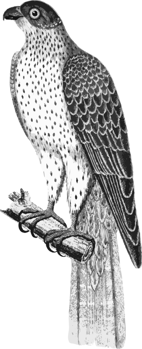 Free Bird Bird Hawk Bird Of Prey Clipart Clipart Transparent Background
