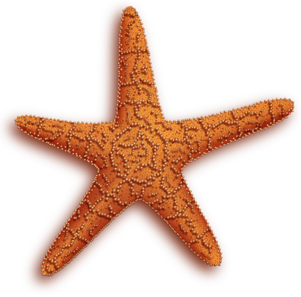 Free Dolphin Starfish Clipart Clipart Transparent Background