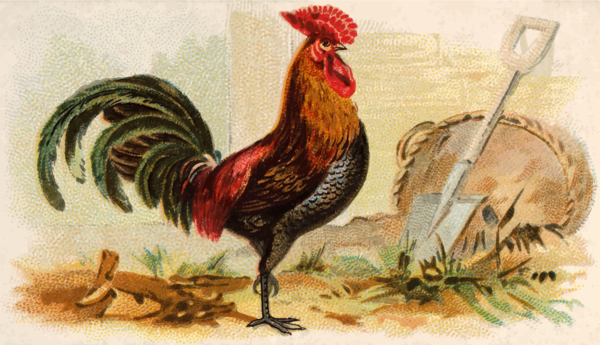 Free Bird Chicken Rooster Bird Clipart Clipart Transparent Background