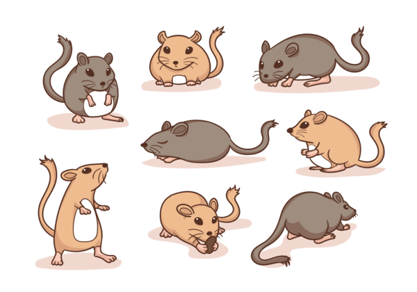 Free Cat Nose Muroidea Rat Clipart Clipart Transparent Background