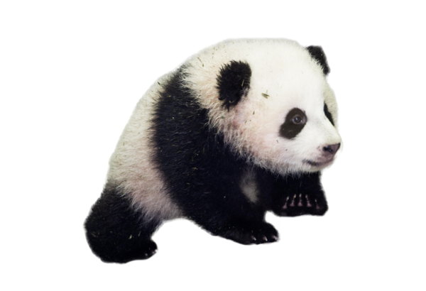 Free Bear Giant Panda Bear Snout Clipart Clipart Transparent Background