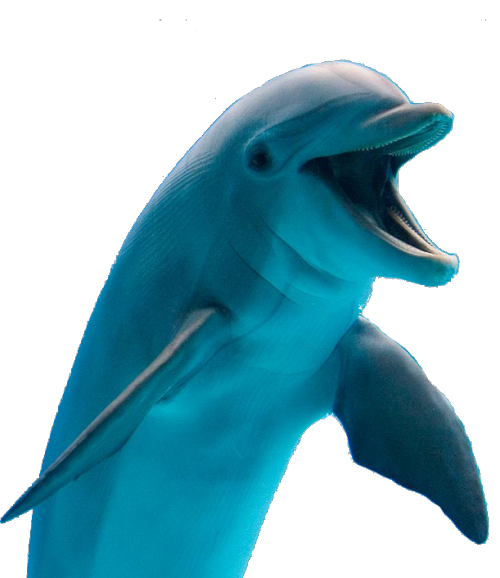 Free Dolphin Dolphin Beak Fin Clipart Clipart Transparent Background