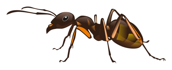 Free Bee Insect Pest Beetle Clipart Clipart Transparent Background