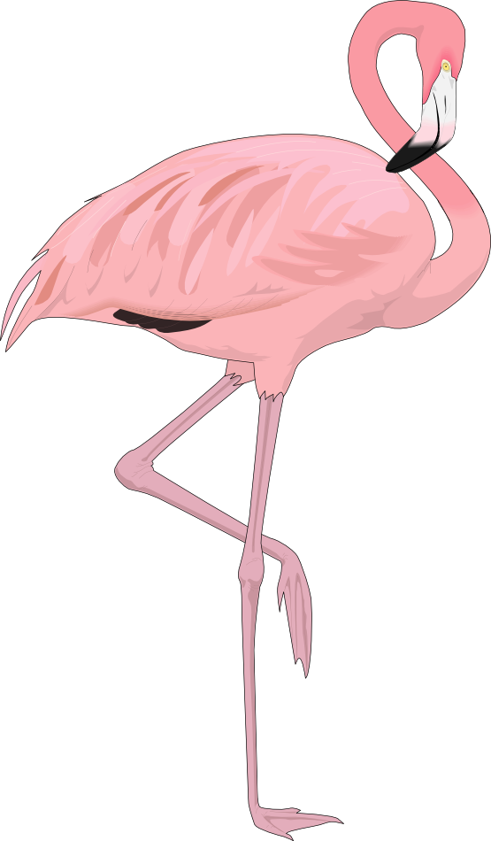 Free Bird Bird Water Bird Flamingo Clipart Clipart Transparent Background