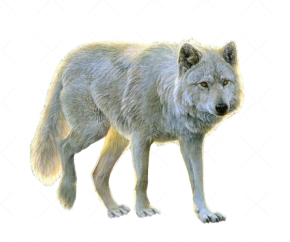 Free Dog Wildlife Wolf Canis Lupus Tundrarum Clipart Clipart Transparent Background