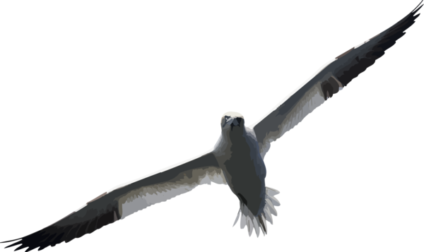 Free Bird Bird Weapon Beak Clipart Clipart Transparent Background