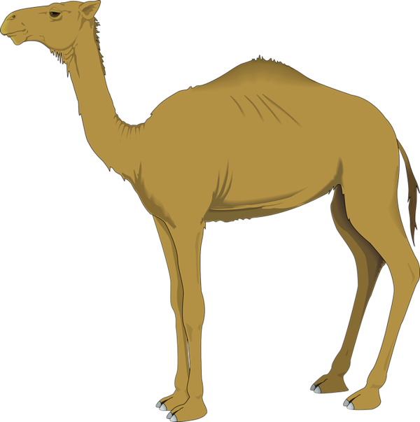 Free Camel Camel Arabian Camel Camel Like Mammal Clipart Clipart Transparent Background