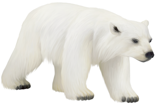 Free Baby Animal Polar Bear Bear Snout Clipart Clipart Transparent Background