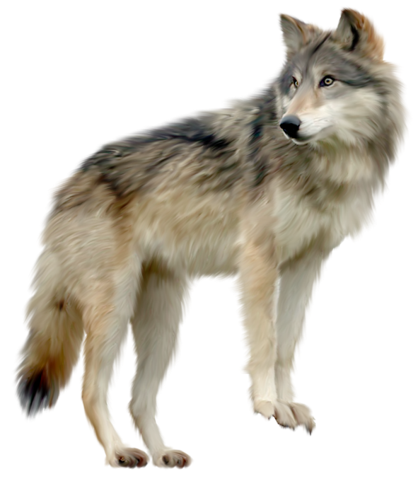 Free Dog Wolf Wildlife Canis Lupus Tundrarum Clipart Clipart Transparent Background