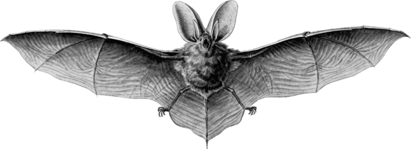 Free Bat Black And White Bat Moths And Butterflies Clipart Clipart Transparent Background