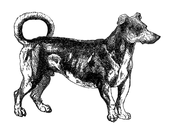 Free Dog Dog Black And White Drawing Clipart Clipart Transparent Background