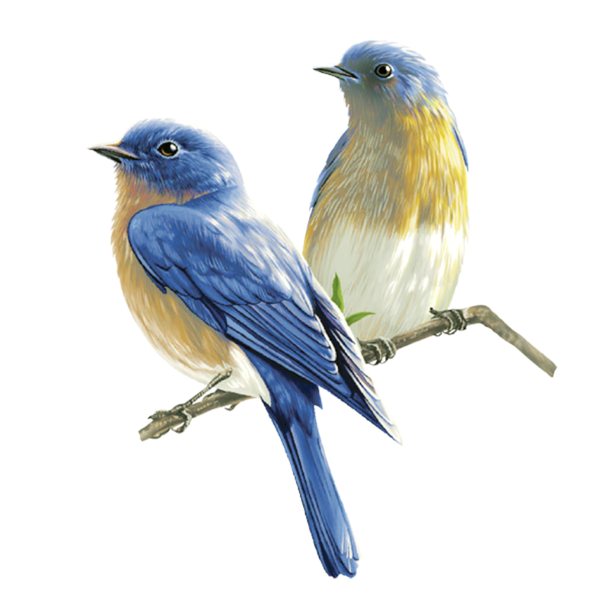 Free Bird Bird Bluebird Beak Clipart Clipart Transparent Background